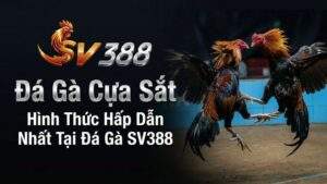Đá Gà Cựa Sắt: Hình Thức Hấp Dẫn Nhất Tại Đá Gà SV388